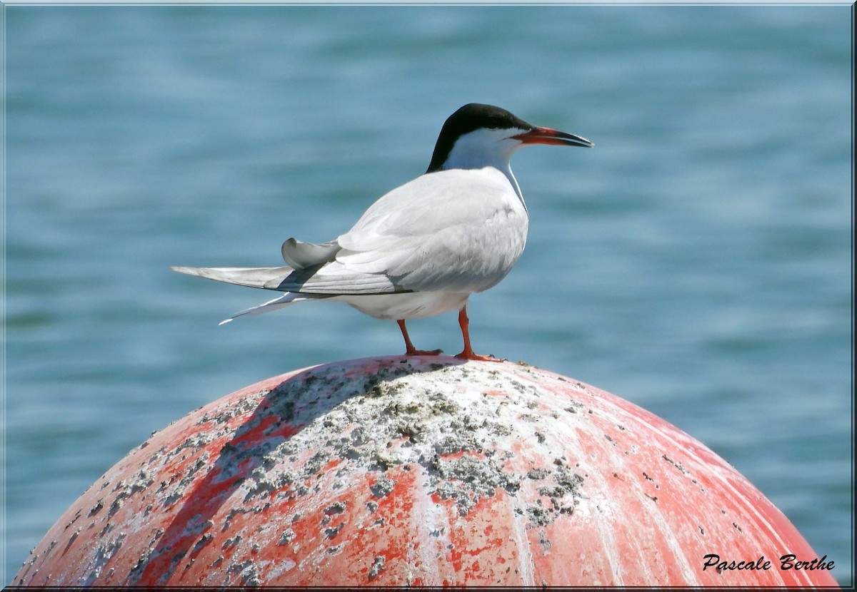 Common Tern - ML647101886