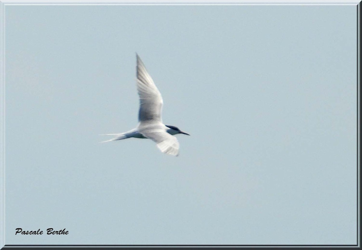 Common Tern - ML647101887