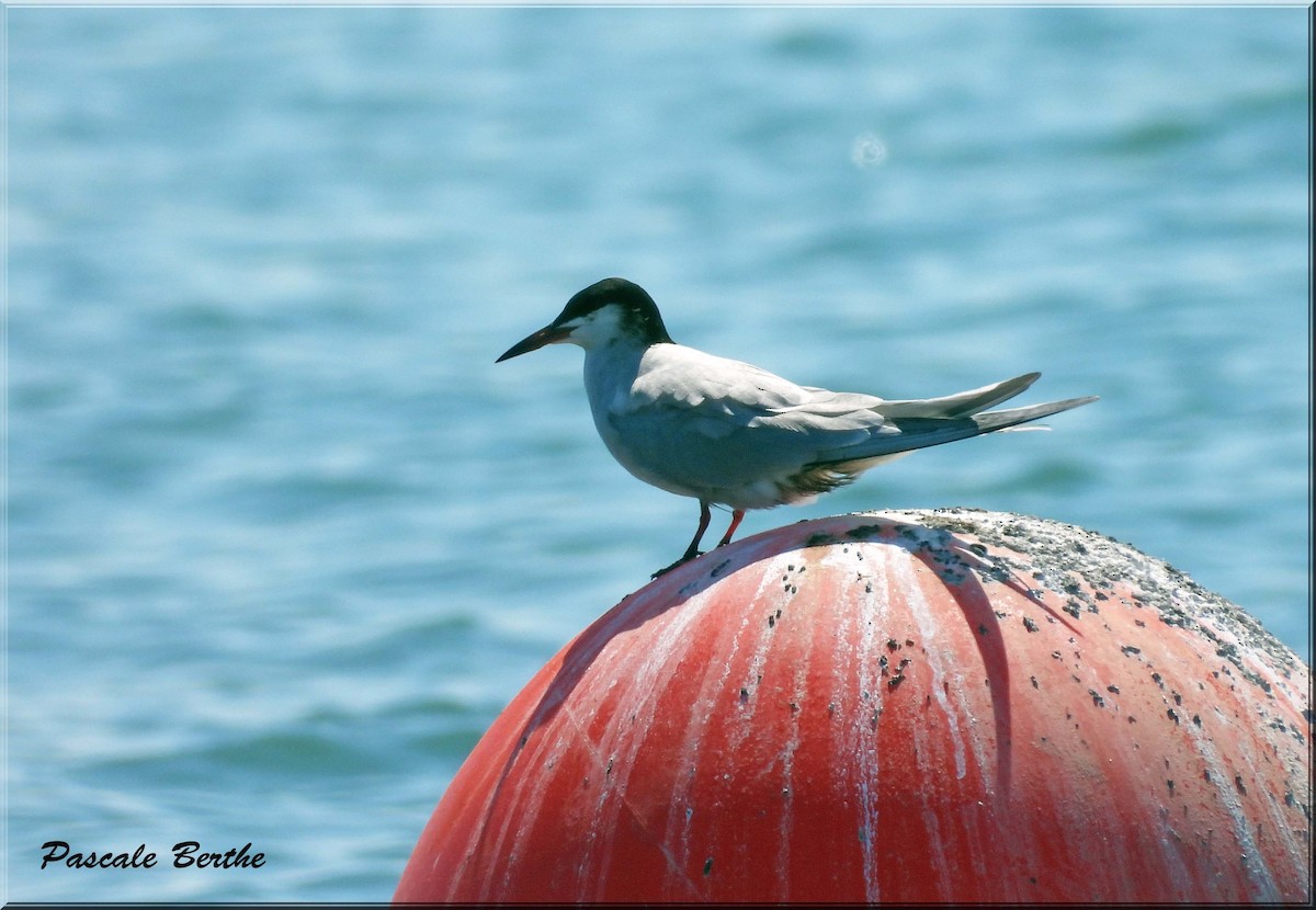Common Tern - ML647101888