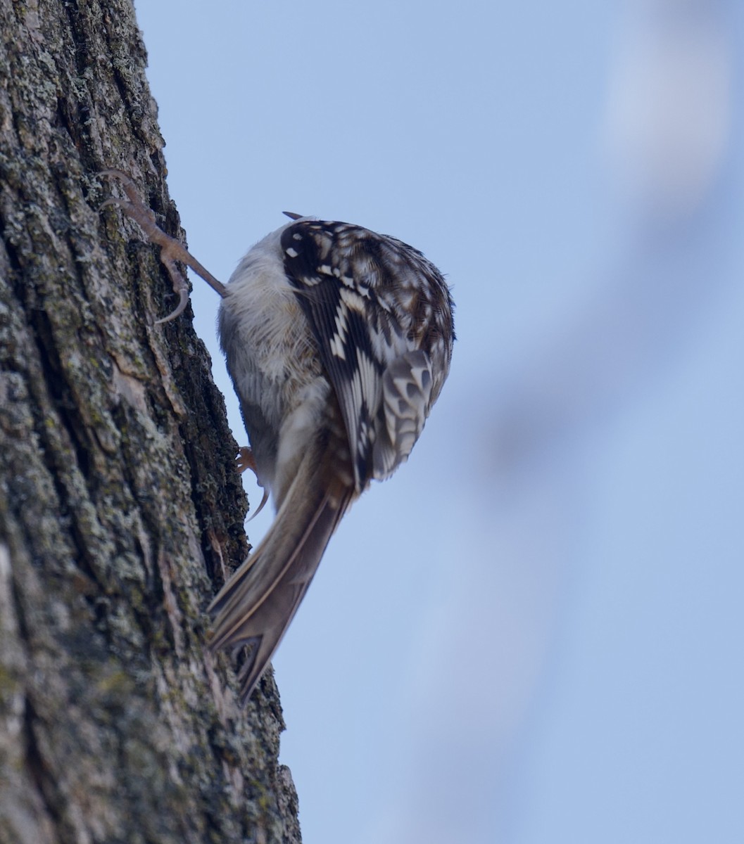 amerikatrekryper - ML647101889