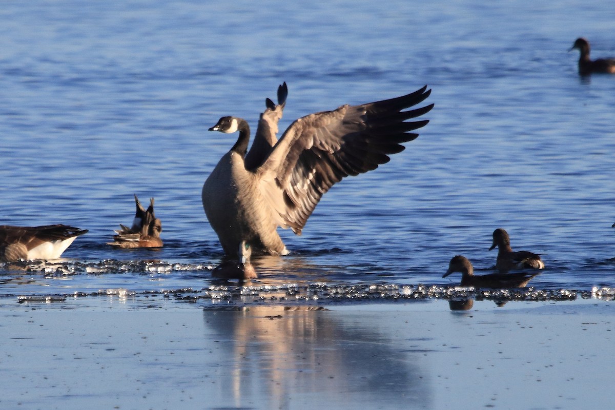 ברנטה קנדית - ML647101890