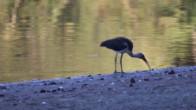 White Ibis - ML647101894