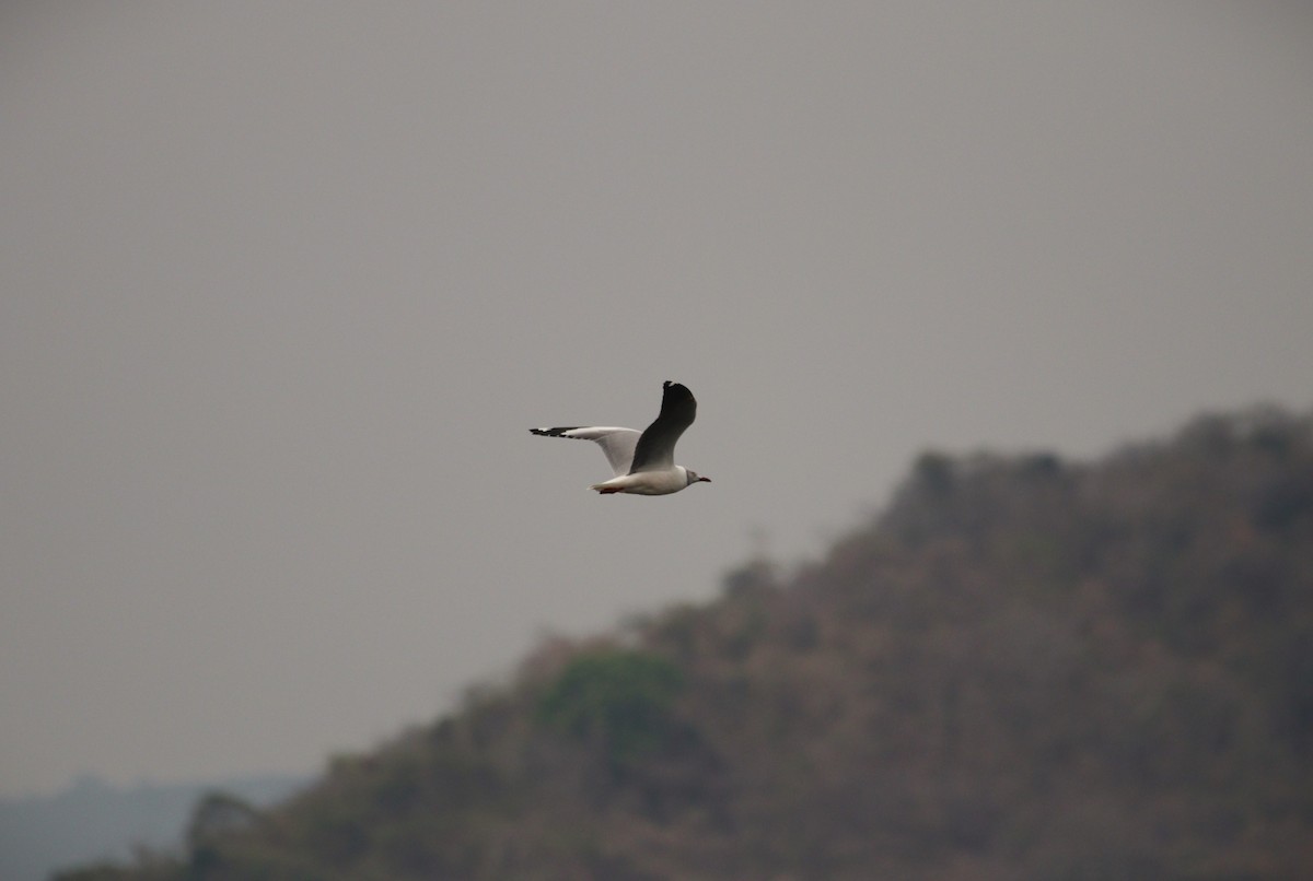 Gray-hooded Gull - ML647101898