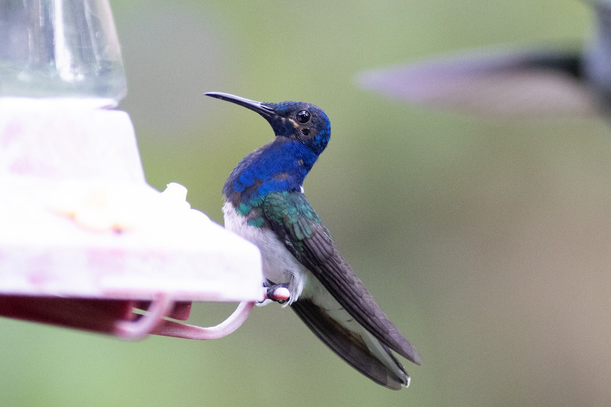 White-necked Jacobin - ML647101901