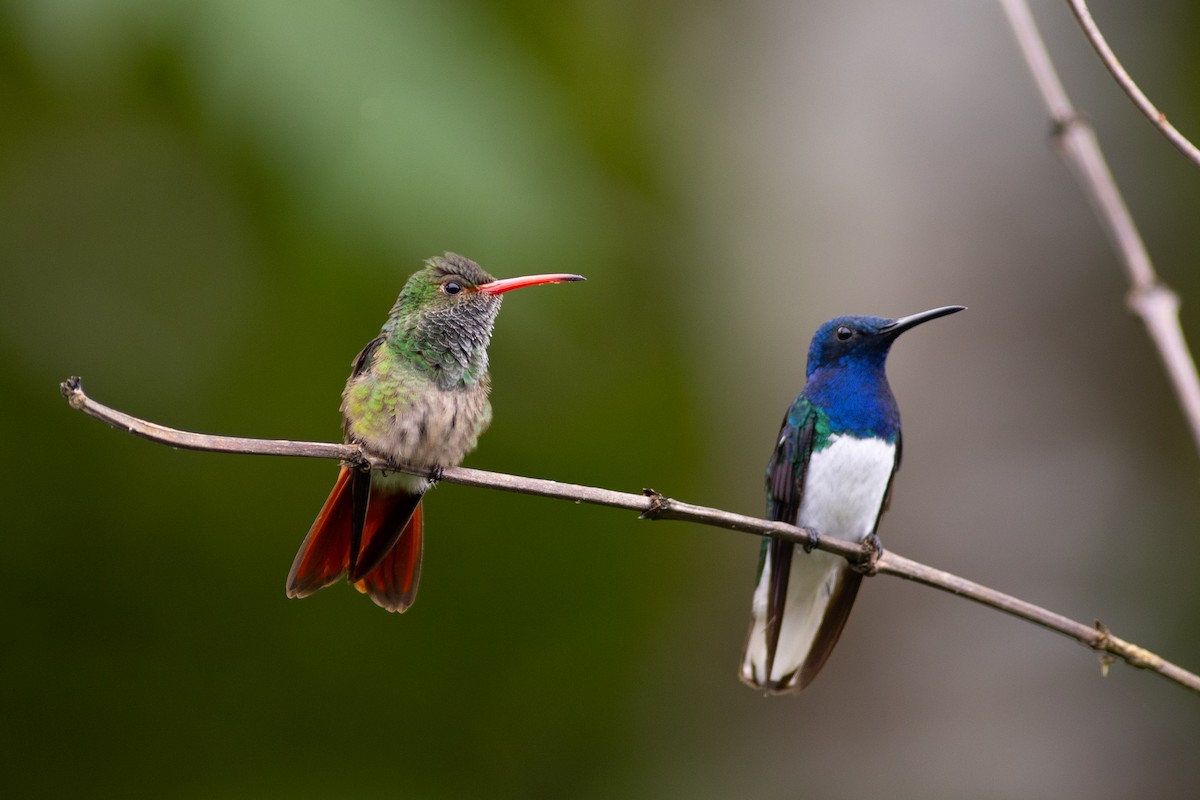 White-necked Jacobin - ML647101902