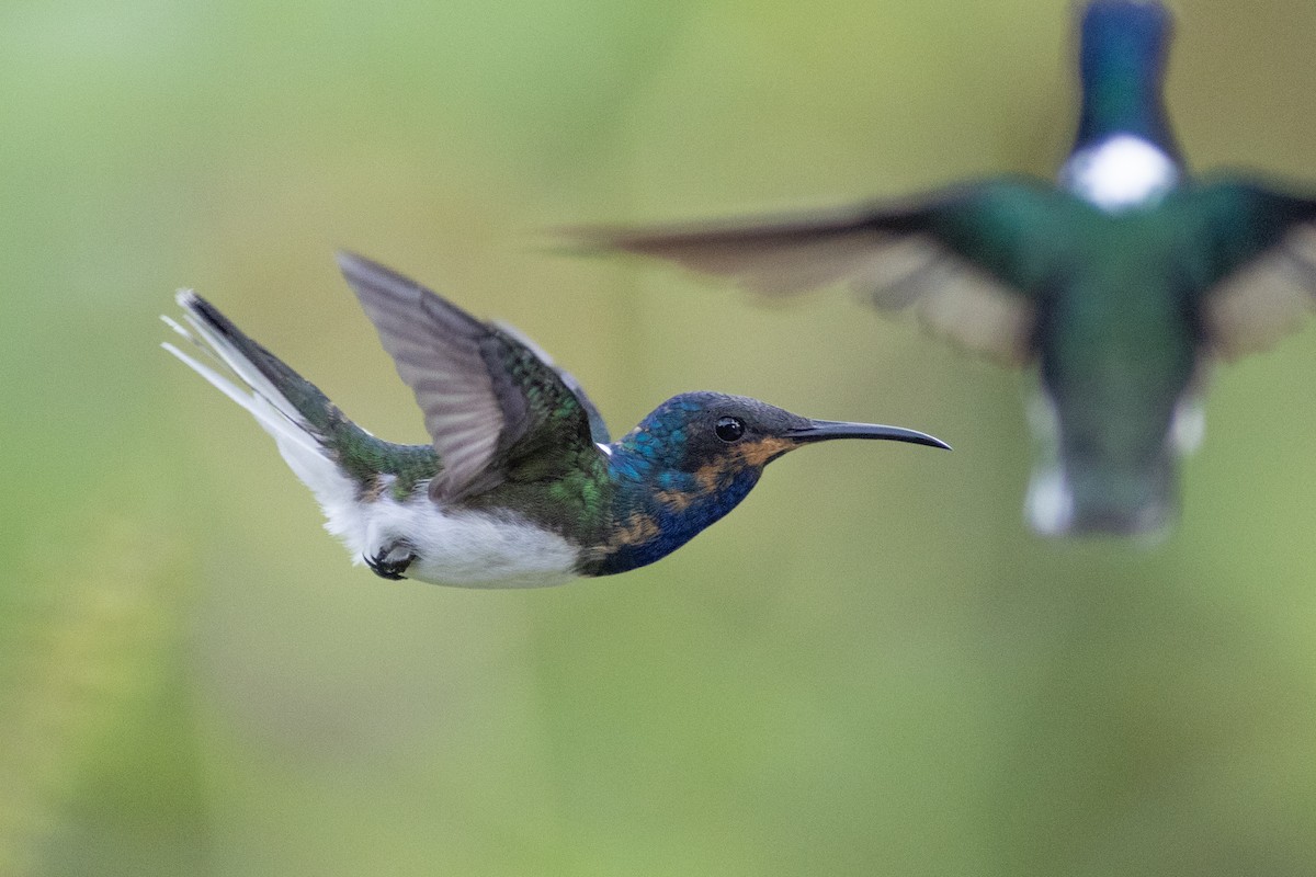 White-necked Jacobin - ML647101905