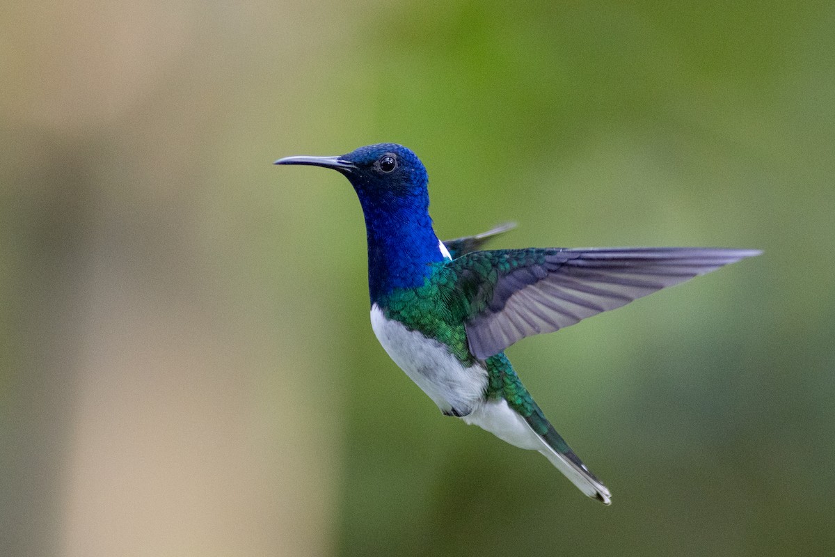 White-necked Jacobin - ML647101906