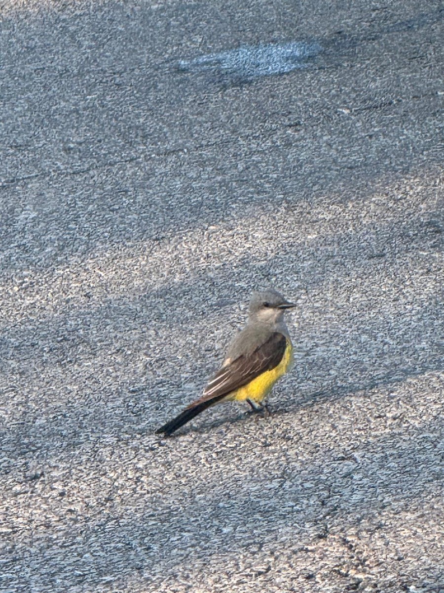 Western Kingbird - ML647101907