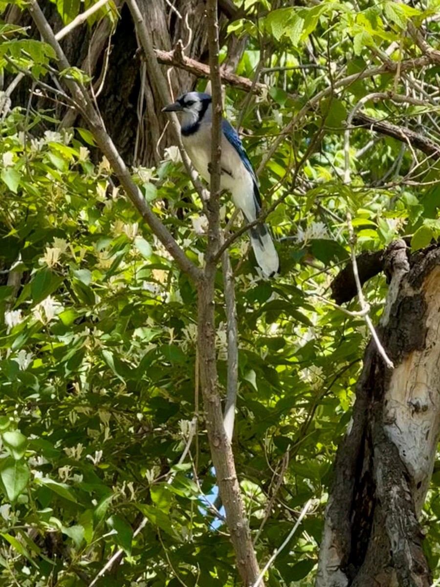 Blue Jay - ML647101915