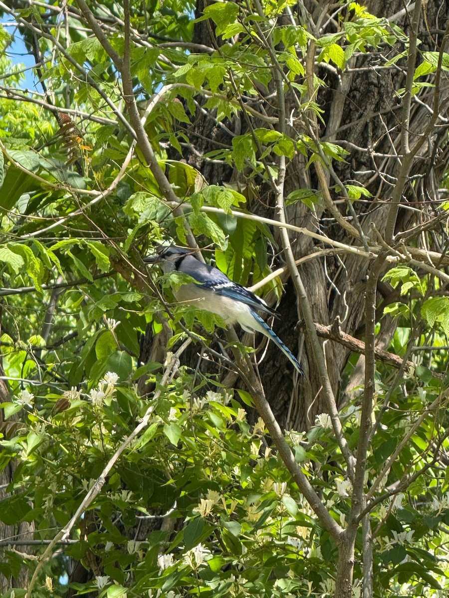 Blue Jay - ML647101916