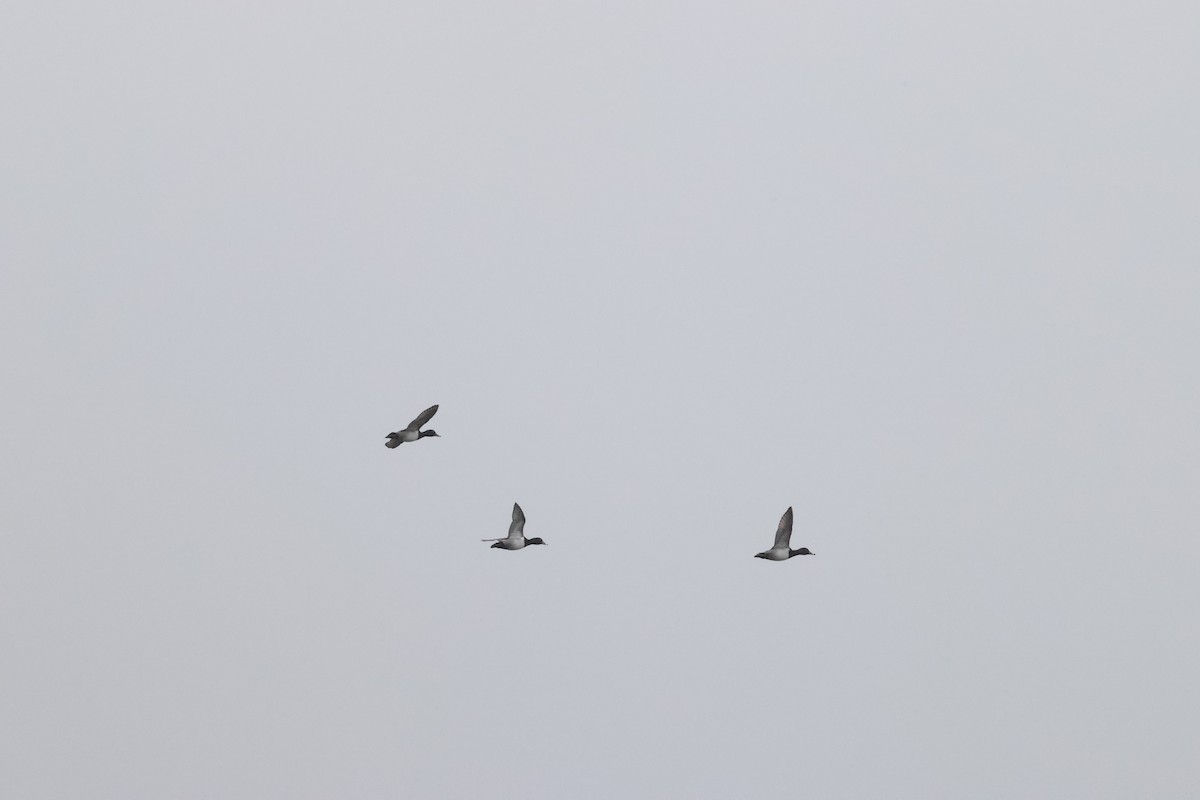 Ring-necked Duck - ML647101920