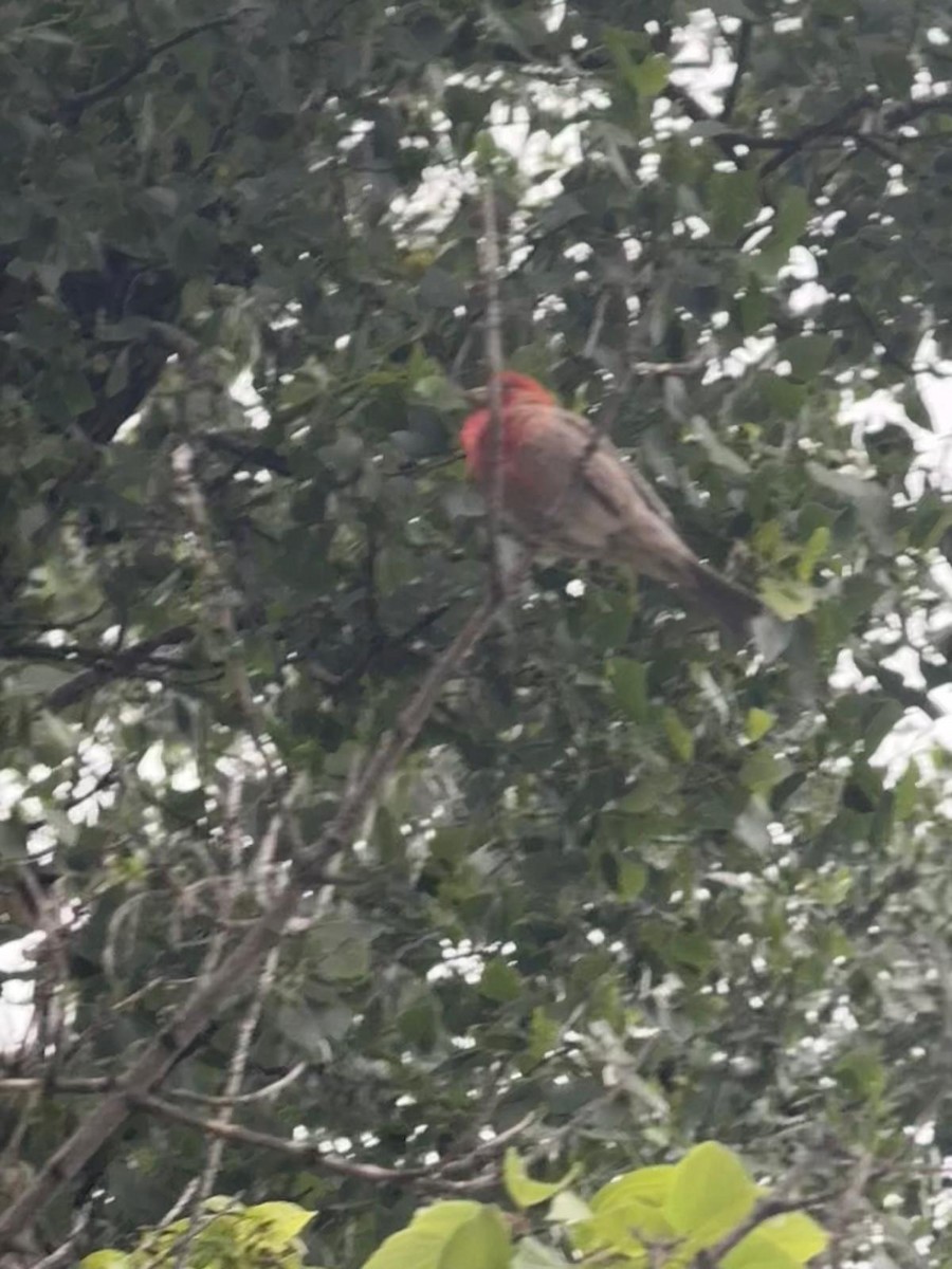 House Finch - ML647101922