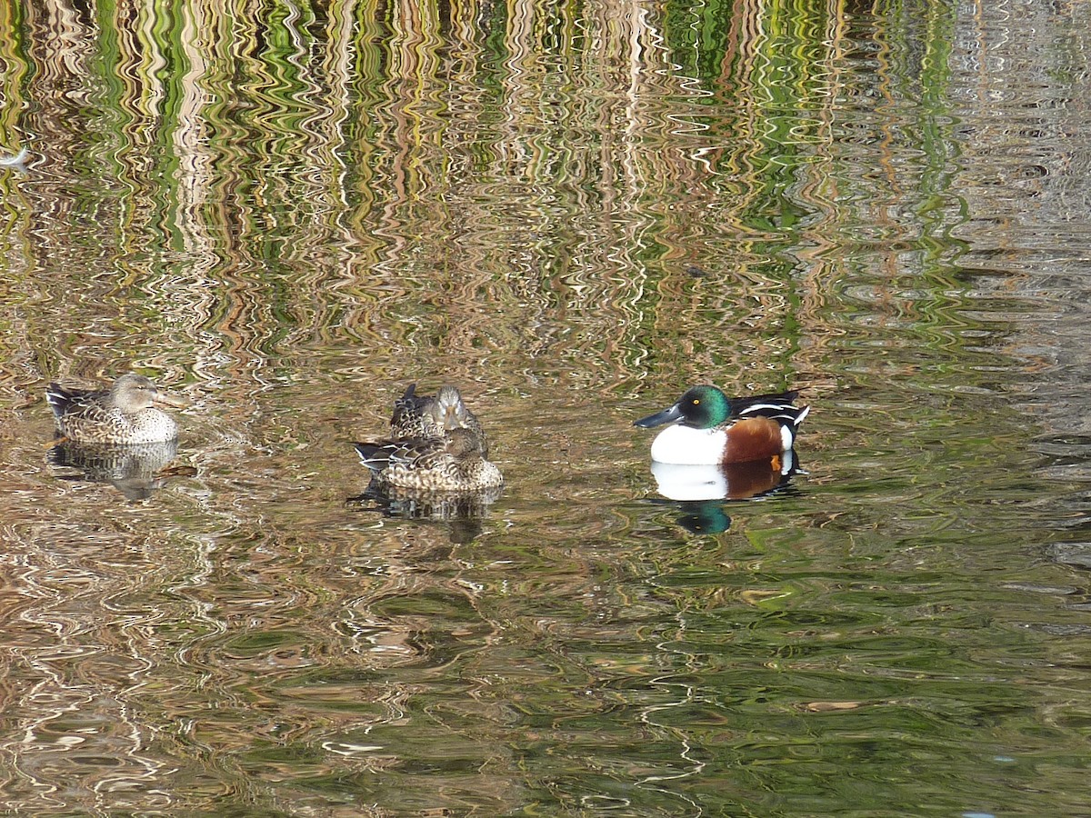 Mestolone - ML647101923