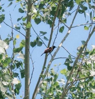 Orchard Oriole - ML647101942