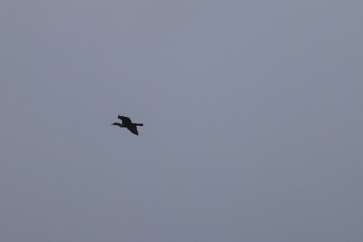 Double-crested Cormorant - ML647101945