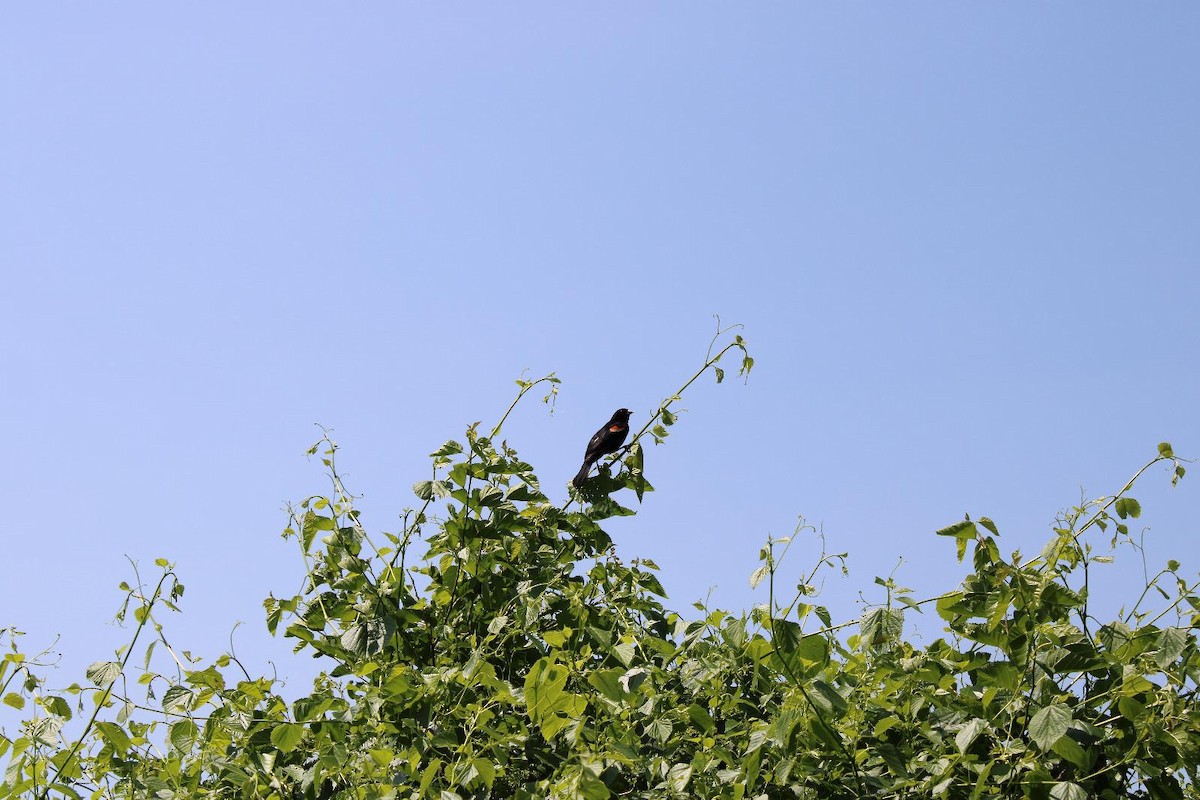 Red-winged Blackbird - ML647101946