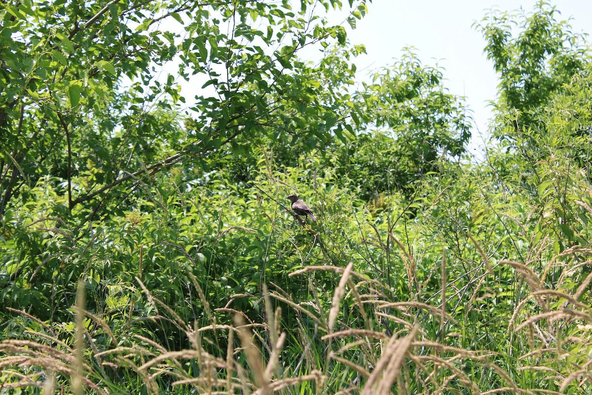 Brown-headed Cowbird - ML647101949