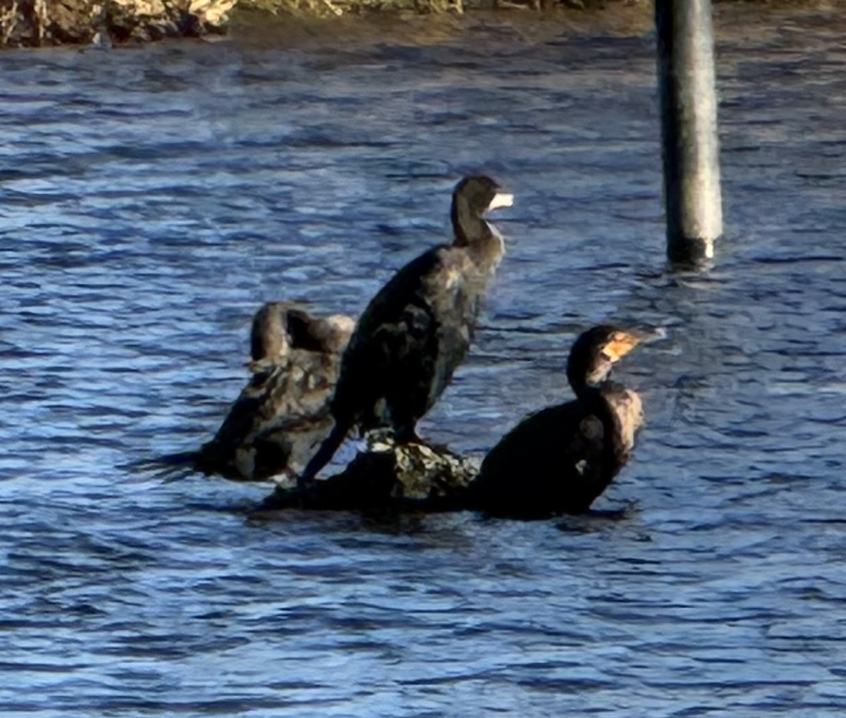 Double-crested Cormorant - ML647101950