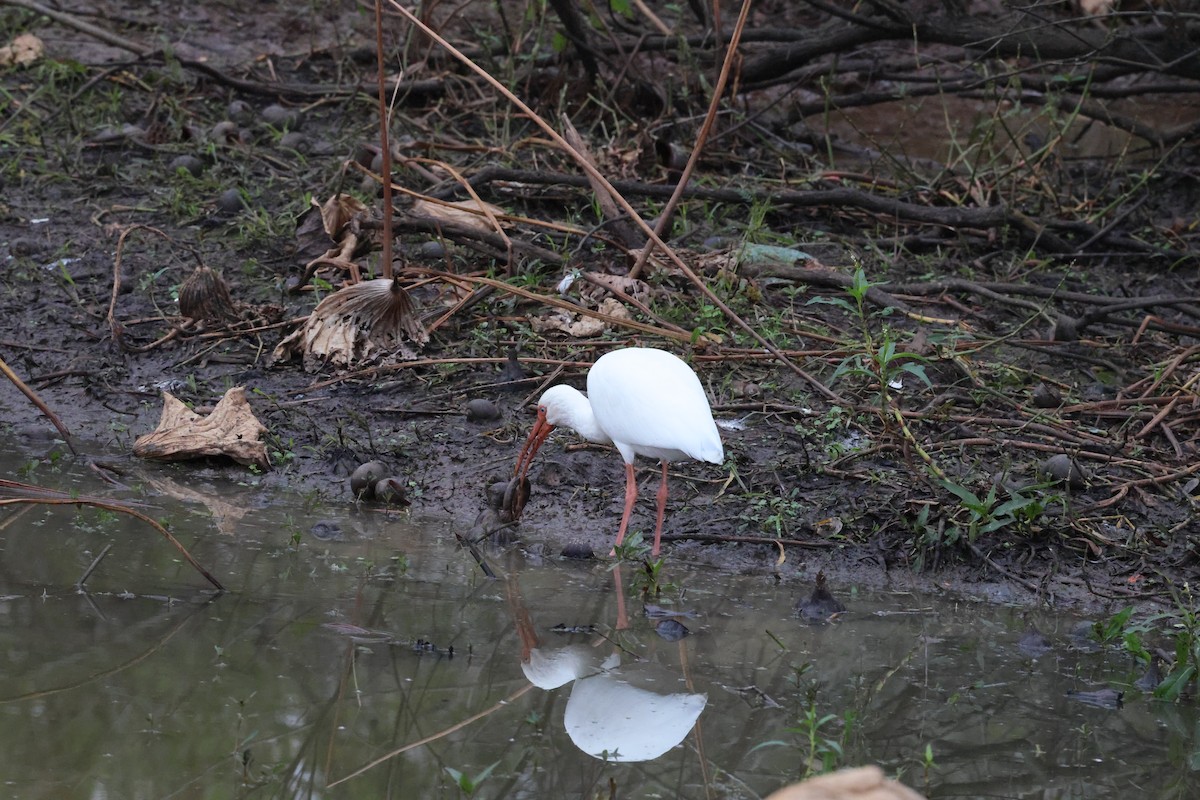 White Ibis - ML647101957