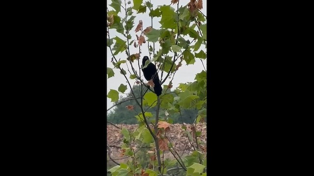 Common Grackle - ML647101961