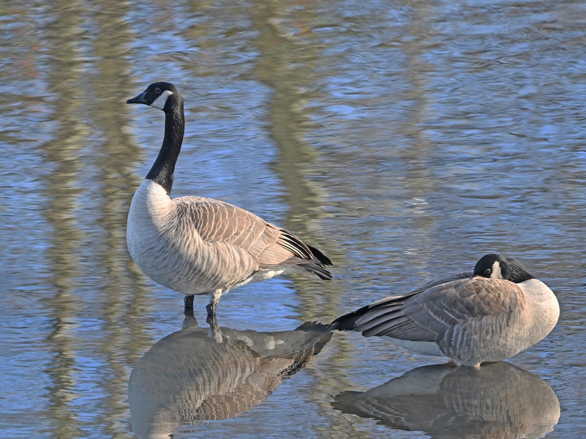 ברנטה קנדית - ML647101966
