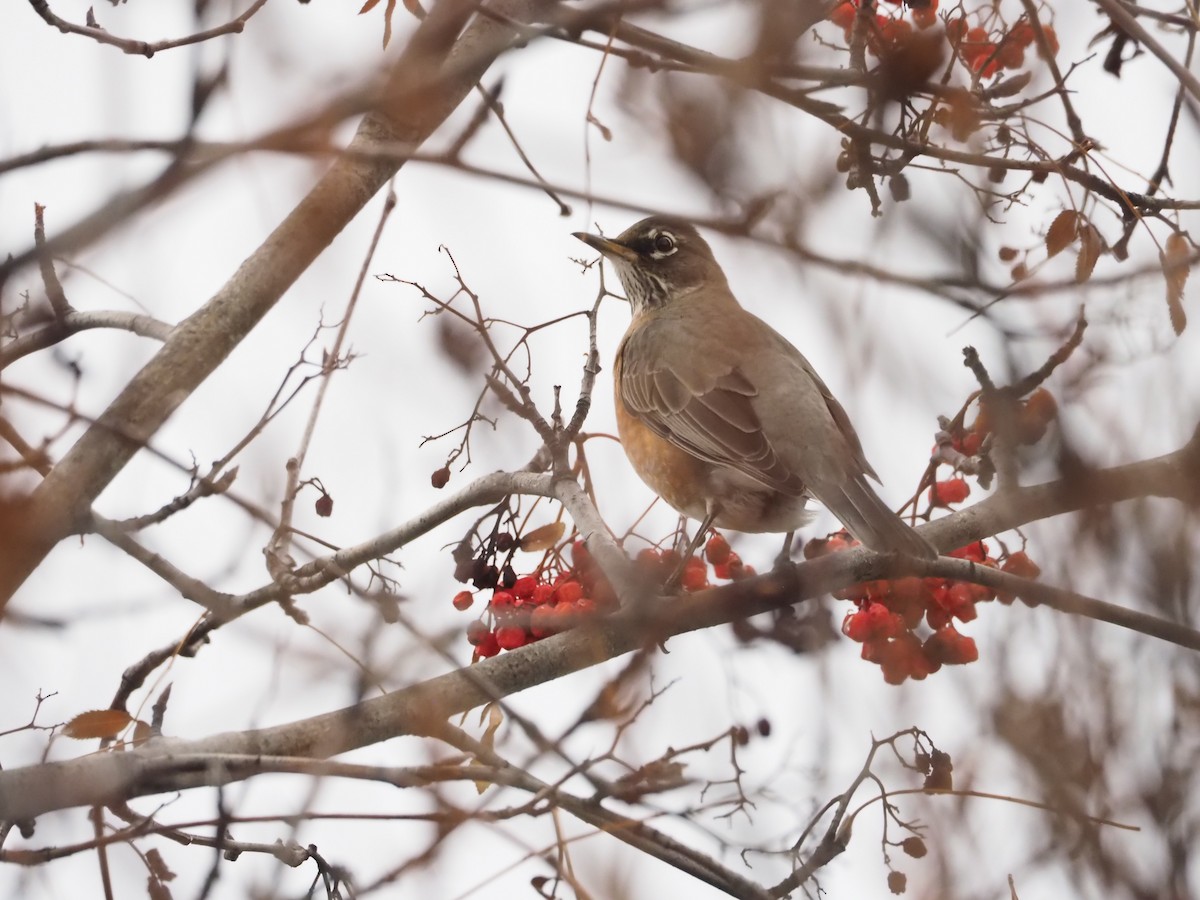 American Robin - ML647101967