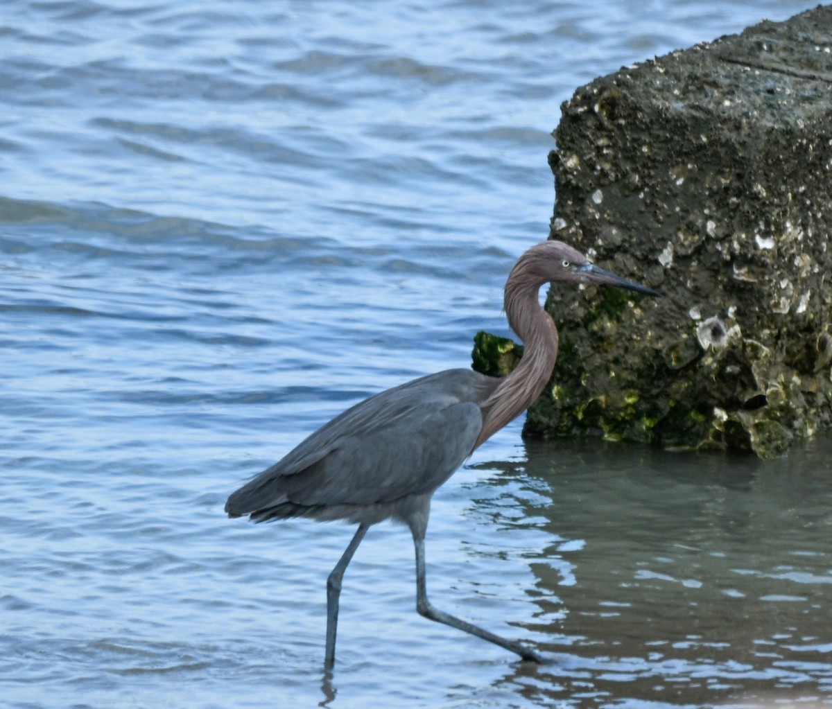 Kızılca Balıkçıl - ML647101971