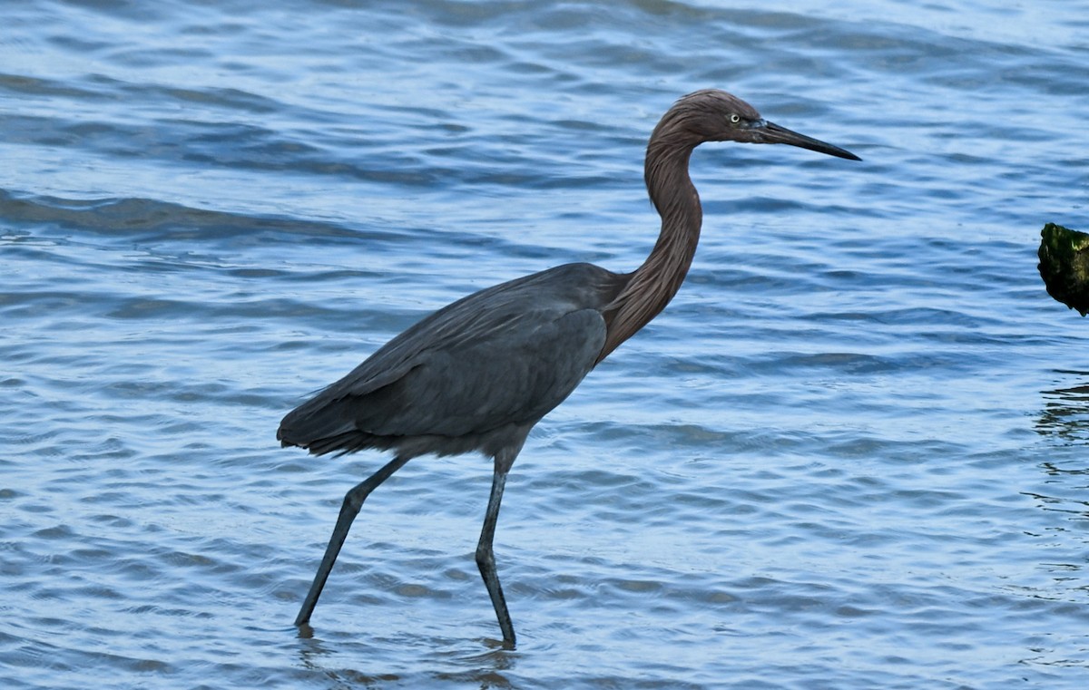 Kızılca Balıkçıl - ML647101972