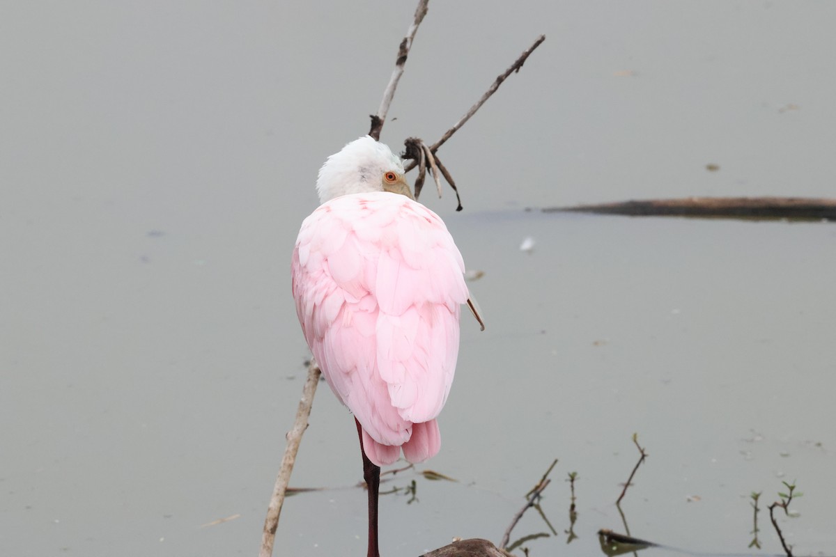 Roseate Spoonbill - ML647101974