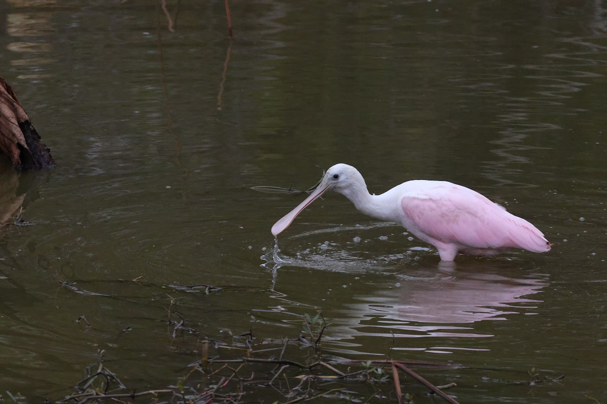 Roseate Spoonbill - ML647101975