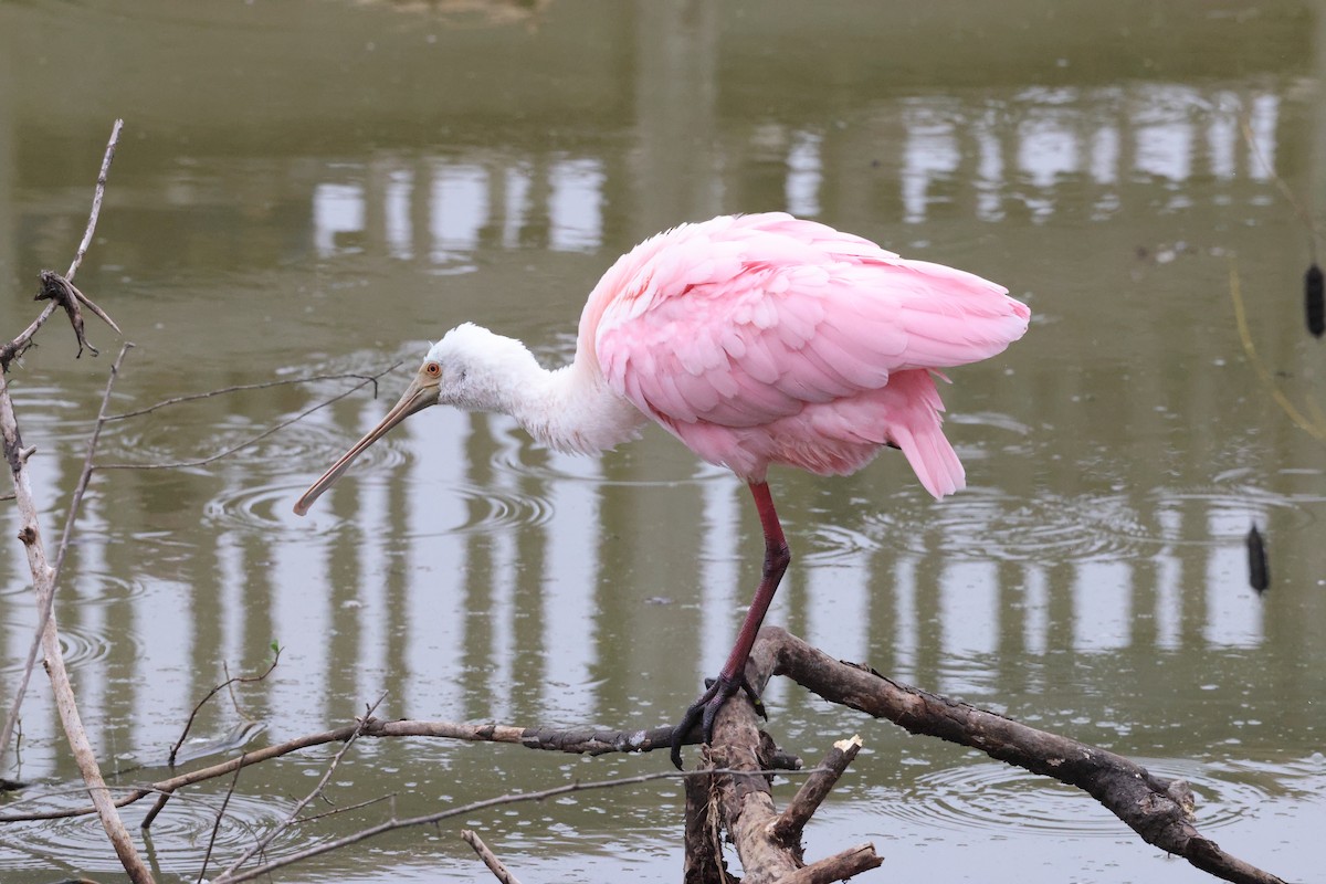 Roseate Spoonbill - ML647101976