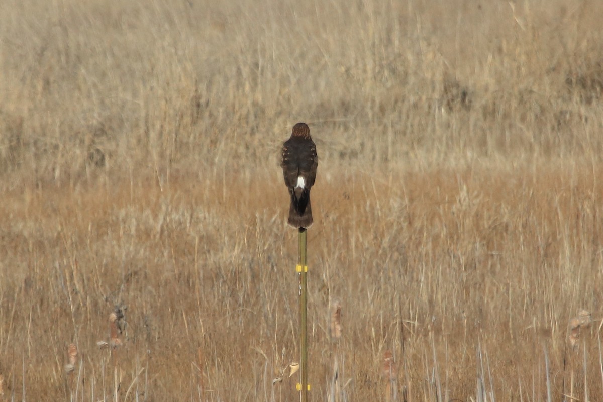 Northern Harrier - ML647101980