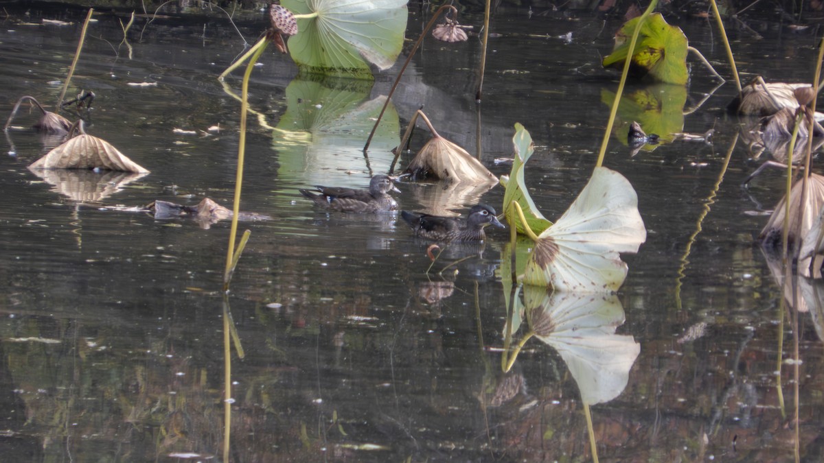 Wood Duck - ML647101982