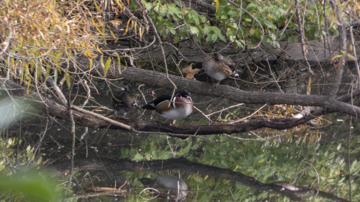 Wood Duck - ML647101983