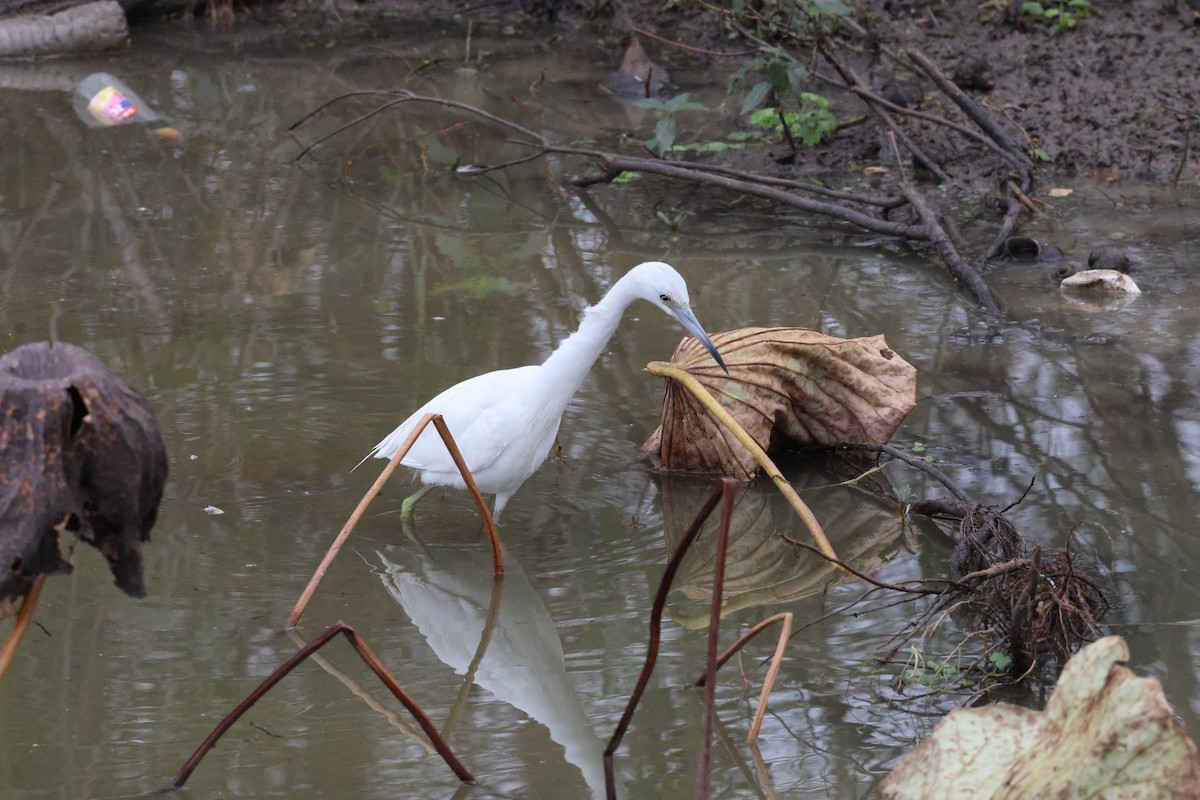 Little Blue Heron - ML647101984