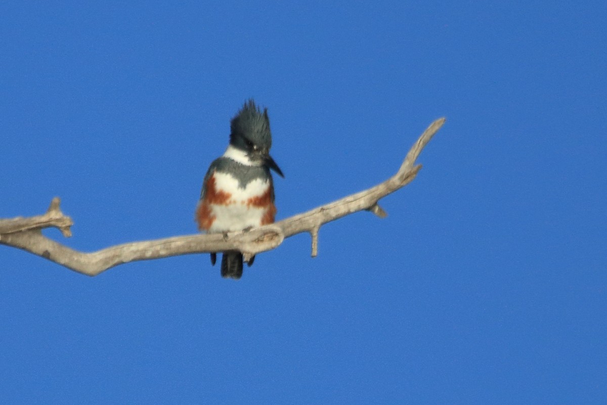 Belted Kingfisher - ML647101989