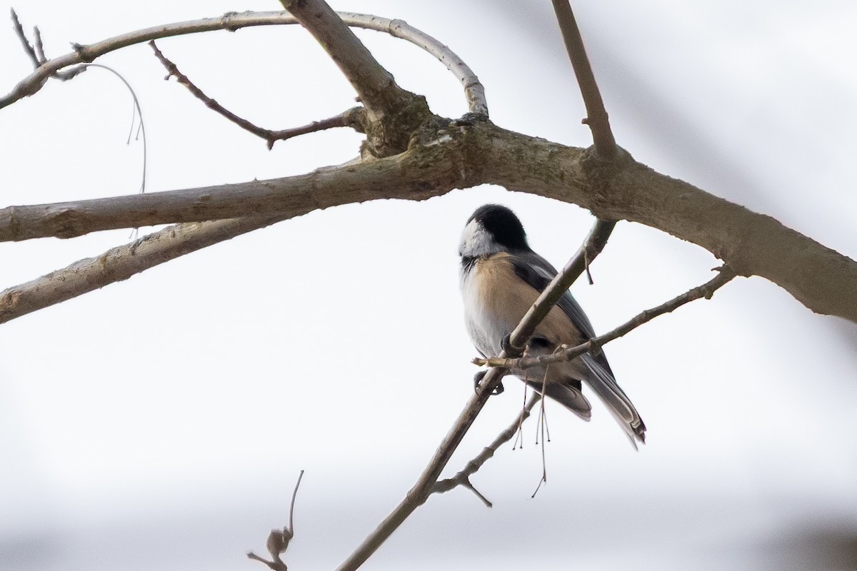 Гаїчка світлокрила - ML647101997