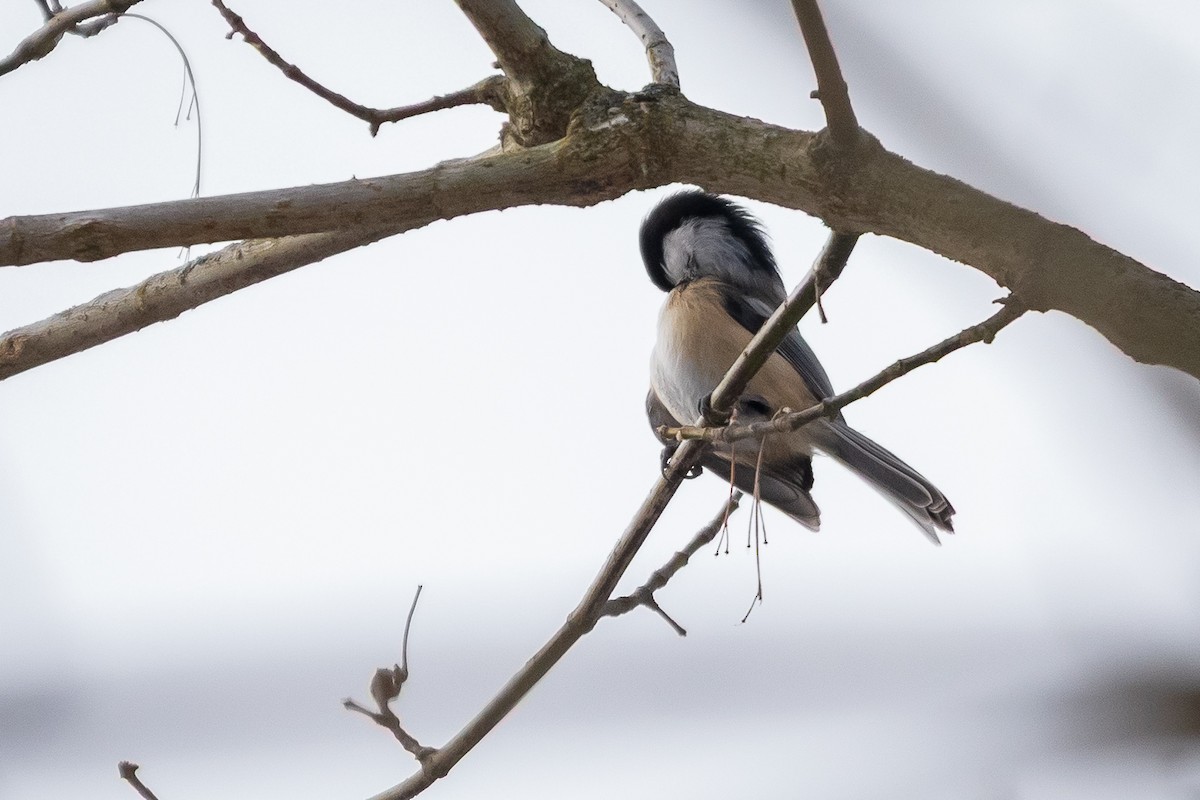 Гаїчка світлокрила - ML647101998