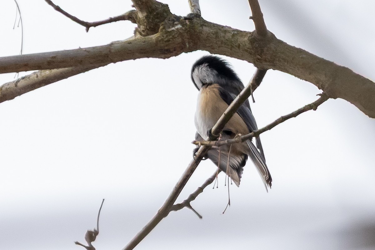 Гаїчка світлокрила - ML647101999