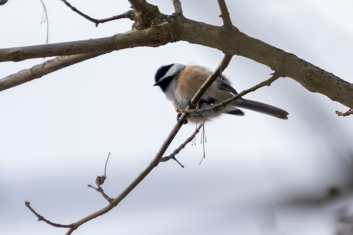 Гаїчка світлокрила - ML647102000