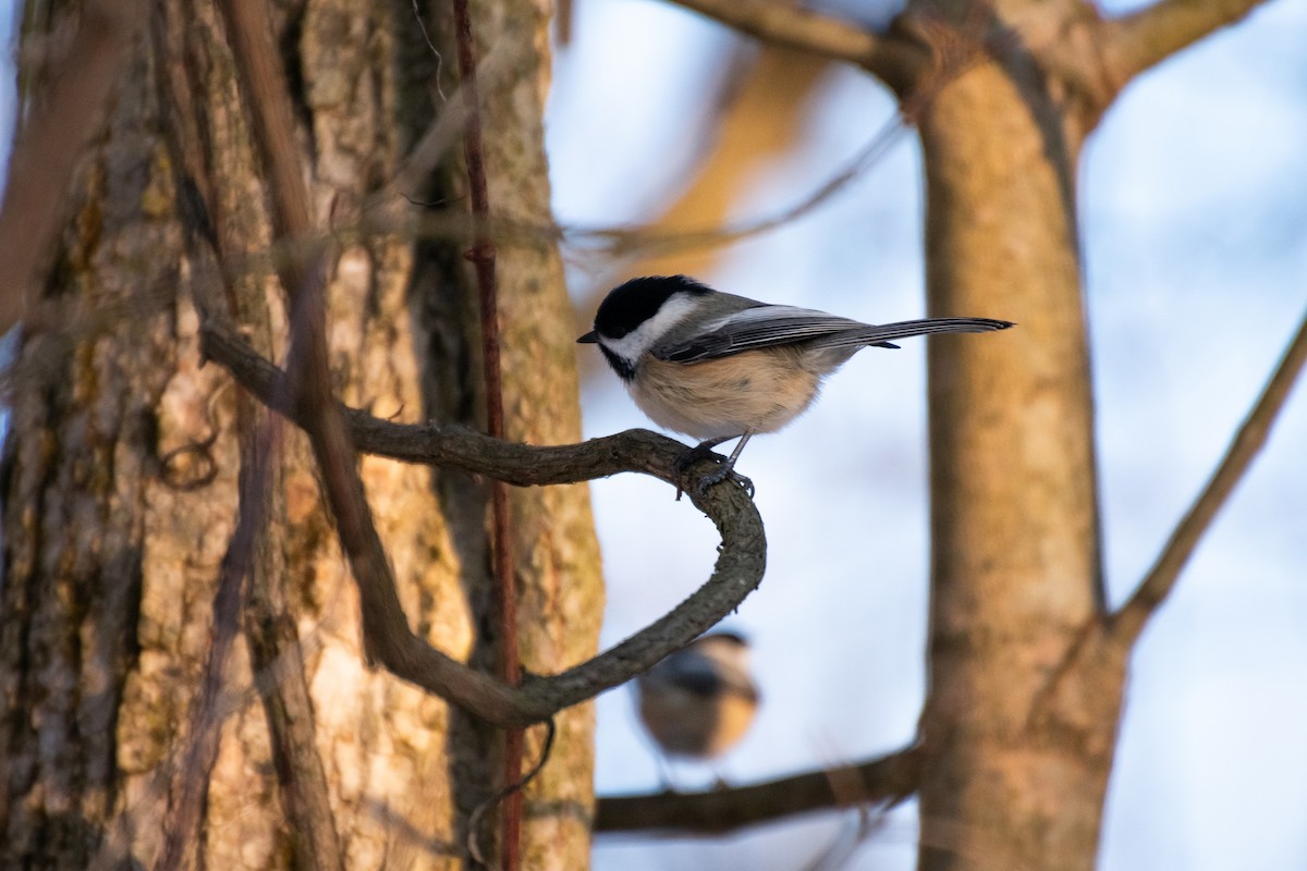 Гаїчка світлокрила - ML647102001