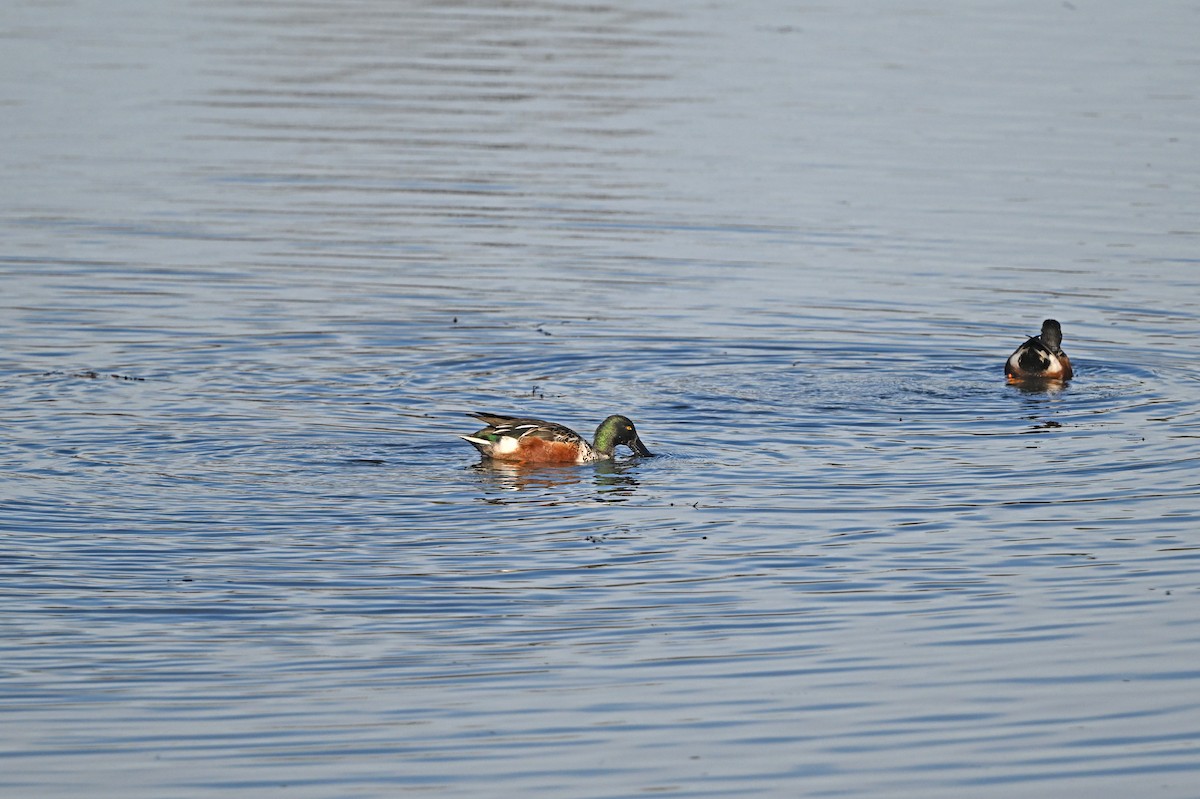 Mestolone - ML647102003