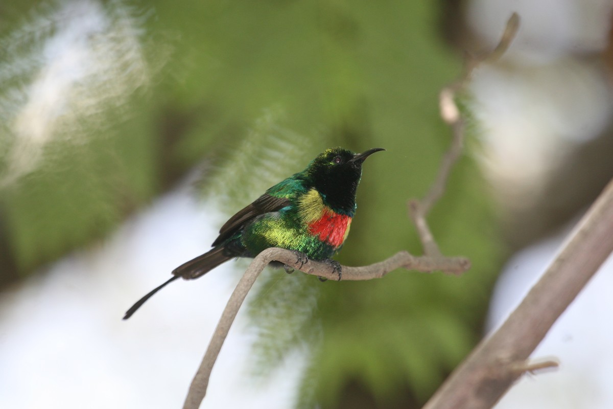 Beautiful Sunbird - ML647102004