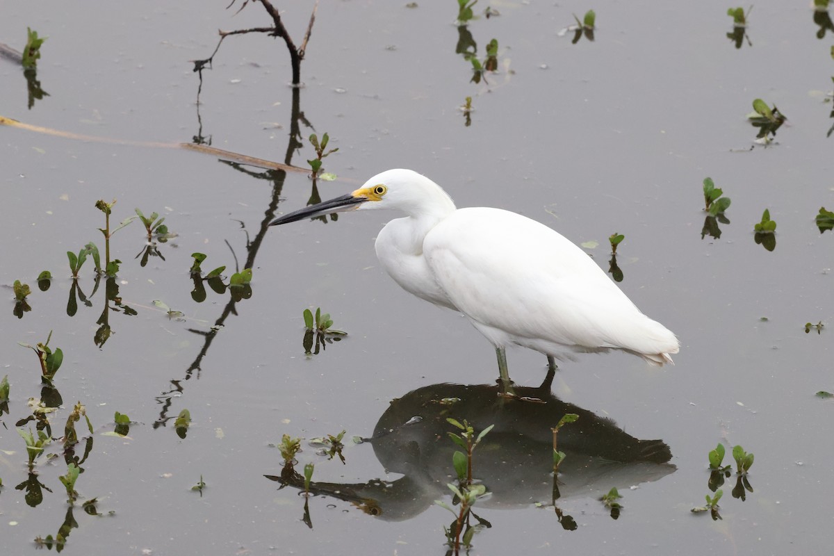 Snowy Egret - ML647102005