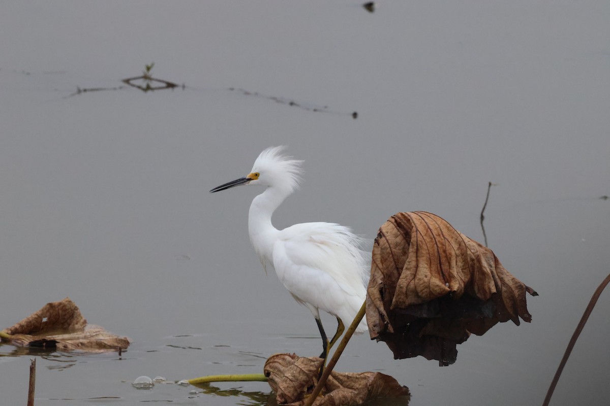 Snowy Egret - ML647102006