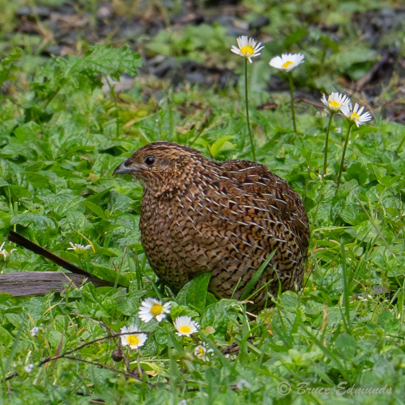 Перепілка бура - ML647102017