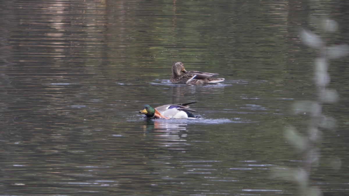 Зэрлэг нугас - ML647102019