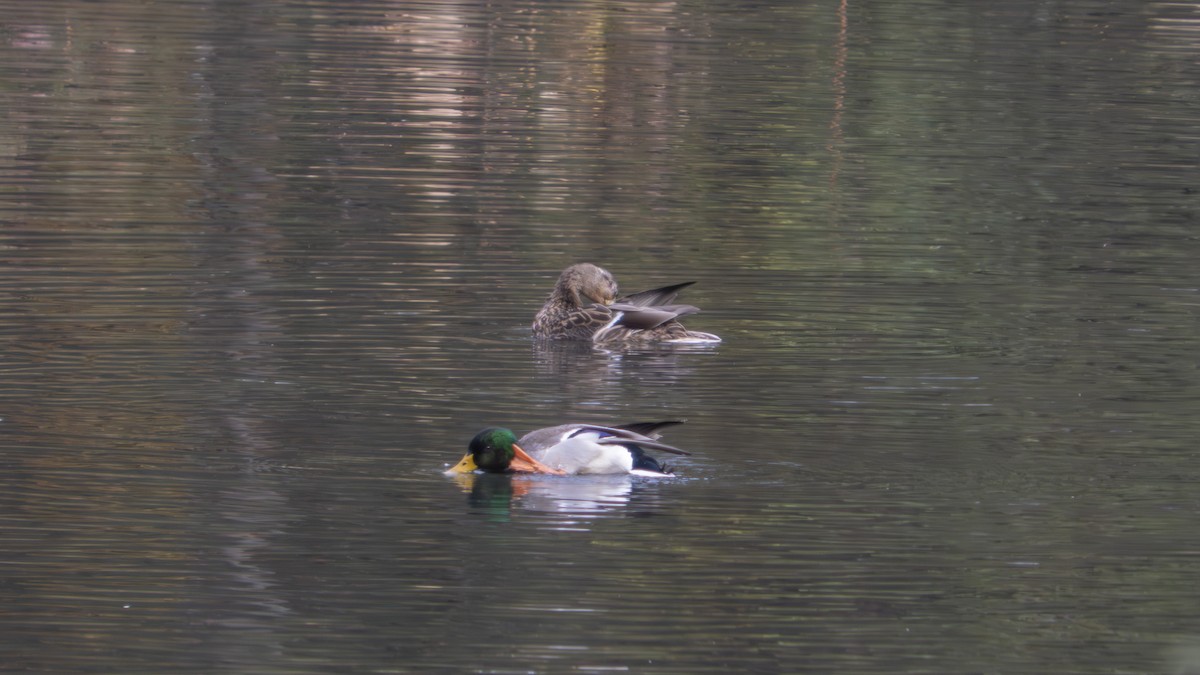 Зэрлэг нугас - ML647102020