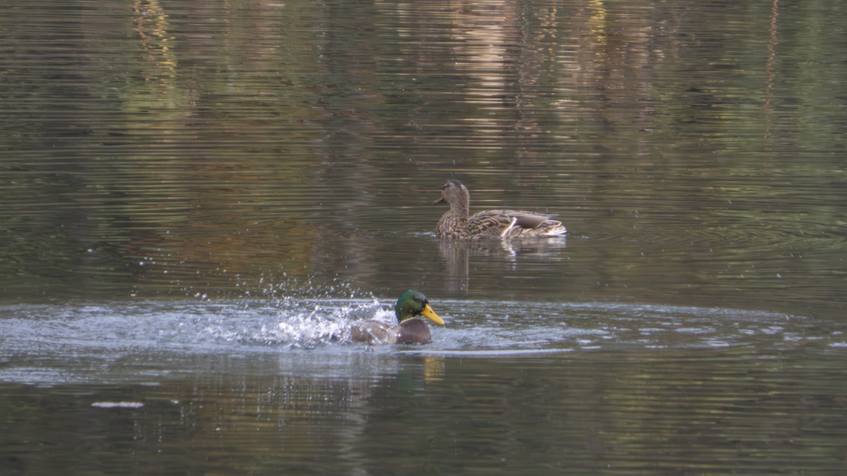 Зэрлэг нугас - ML647102022