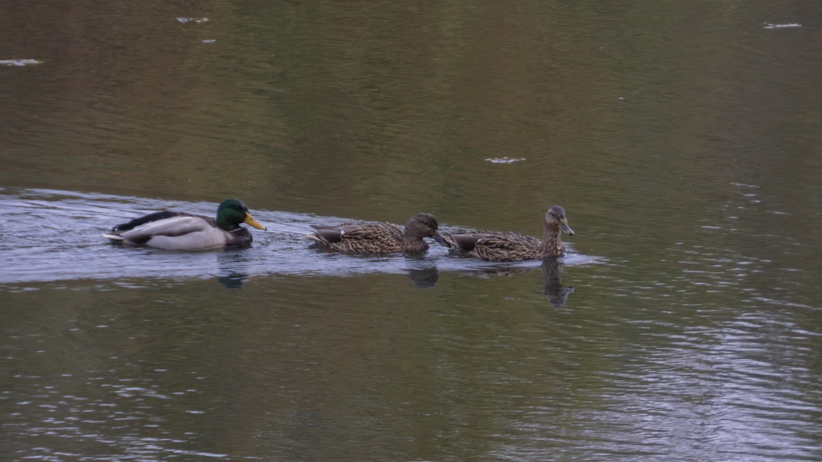 Зэрлэг нугас - ML647102023